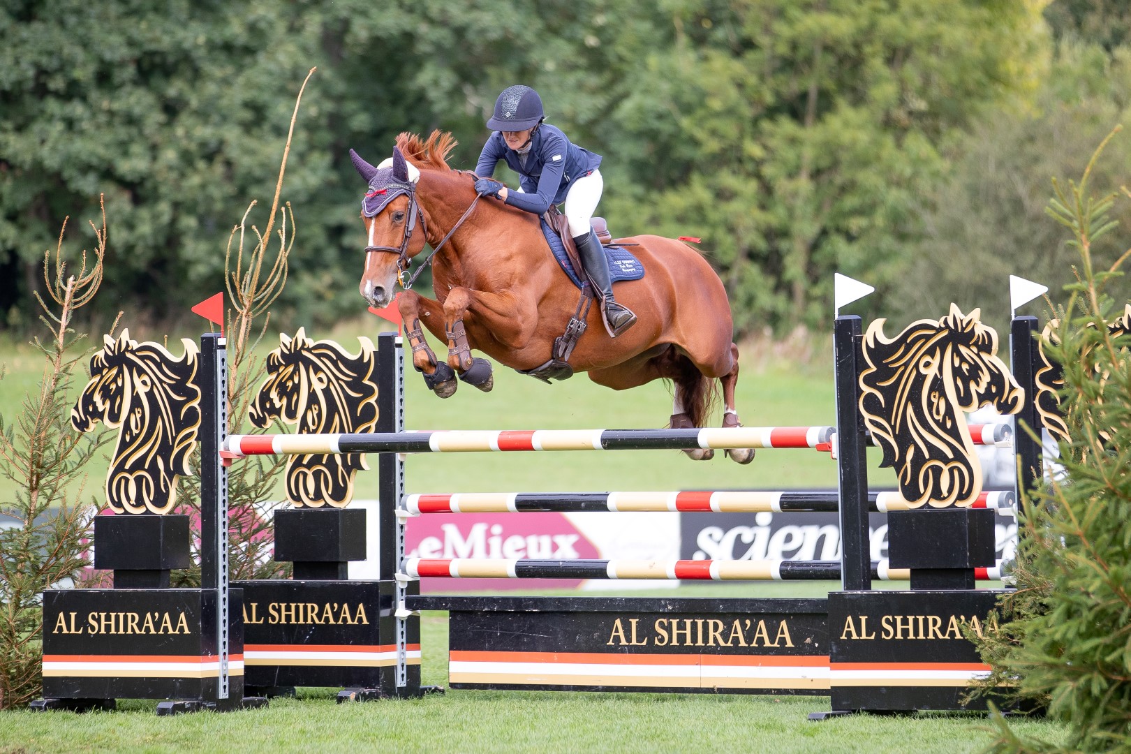 The Al Shira’aa All England Seven Year Old Championship 