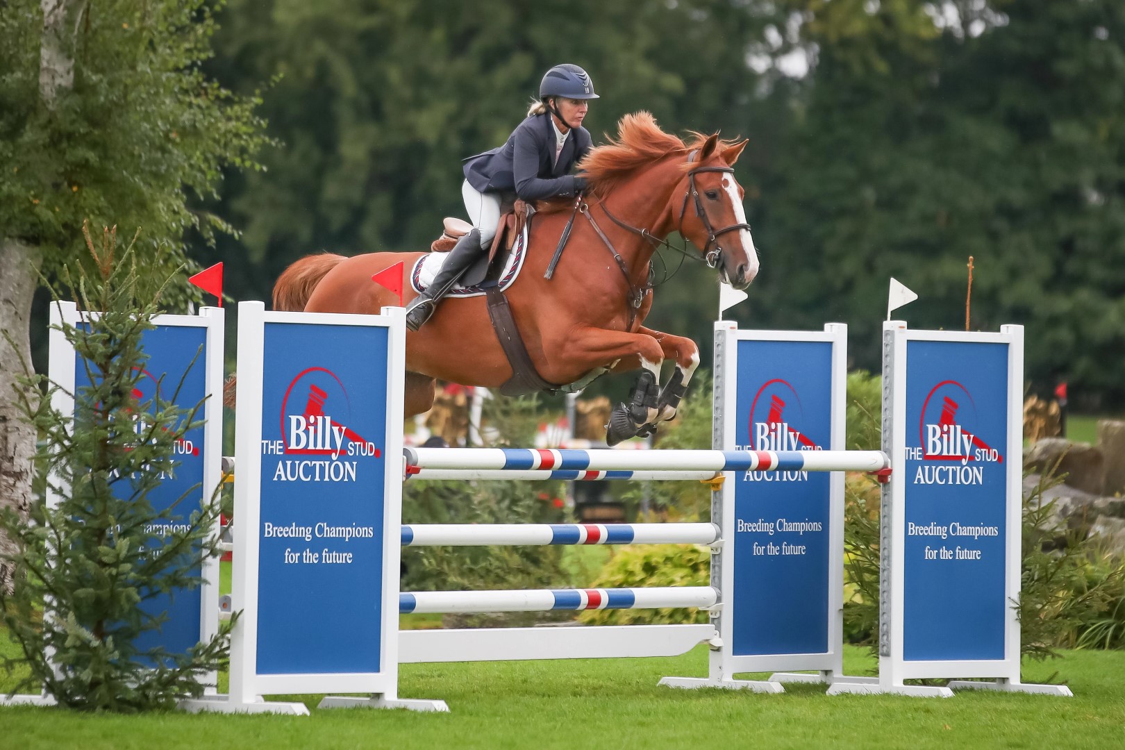 The Billy Stud All England Five Year Old Championship